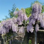 Purple Wisteria Non-GMO Organic (Wisteria Frutescens) Hardy – Heirloom seeds for planting in home garden – heirloom, non-GMO variety