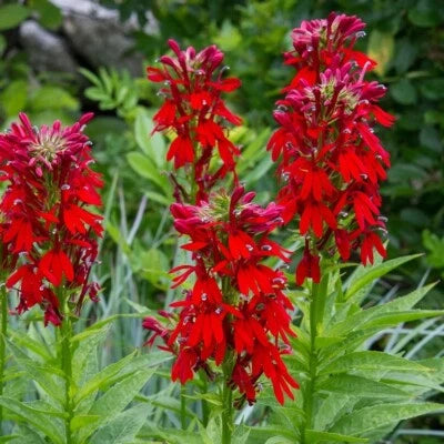 Cardinal Flower Seeds for Planting Lobelia Cardinalis Hummingbird Red Flowers – Heirloom, Non-GMO seeds for planting in home garden – heirloom, non-GMO variety