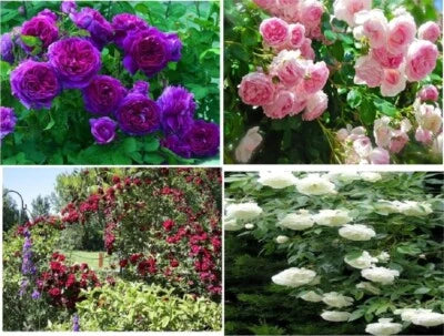 Red, Pink, Purple, White Climbing Rose Seeds for Planting- of Each Color , USA Seller – Heirloom, Non-GMO seeds for planting in home garden – heirloom, non-GMO variety