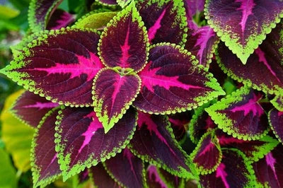 Coleus Kong Red Seeds for Planting Beautiful Flowering Plants Potted Bonsai Balcony Flow – Heirloom, Non-GMO seeds for planting in home garden – heirloom, non-GMO variety