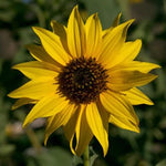 GOLDEN SUNFLOWERS SEEDSNEWLY HARVESTED, THE CLASSIC SUNFLOWER – Heirloom, Non-GMO seeds for planting in home garden – heirloom, non-GMO variety