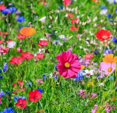 BUTTERFLY & BIRD WILDFLOWER SEEDS - – Heirloom, Non-GMO seeds for planting in home garden – heirloom, non-GMO variety