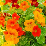 Alaska Nasturtium Seeds for Planting, Indian Cress, Monk's Cress, Vibrant Colors, FREE SHIP â€“ Heirloom, Non-GMO, Edible Flowers and Leaves seeds for planting in home garden â€“ heirloom, non-GMO variety