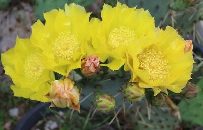 Prickly Pear Opuntia Cactus Cold Hardy Large Ruffled Neon Yellow Flower's – Heirloom, Non-GMO, Fragrant, Climbing Annual seeds for planting in home garden – heirloom, non-GMO variety