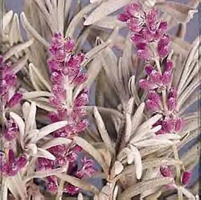 Heirloom Non-GMO English Lavender Lady Herb Seeds – Fragrant Seeds for Planting for planting in home garden