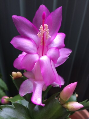 Violet Zygocactus Truncatus Flower Seeds for Planting - Non-GMO, Heirloom Garden Seeds seeds for planting in home garden