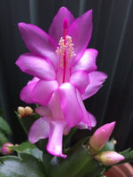 Violet Zygocactus Truncatus Flower Seeds for Planting - Non-GMO, Heirloom Garden Seeds seeds for planting in home garden