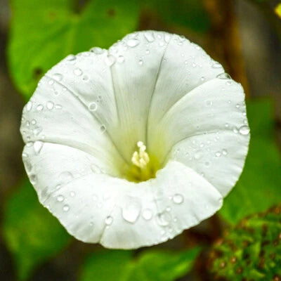 Pearly Gates Morning Glory Seeds for Planting AAS Winner White Flowers – Heirloom, Non-GMO, Fragrant, Climbing Annual seeds for planting in home garden – heirloom, non-GMO variety