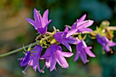 blue Rampion bellflower campanula rapuncloides, creeping bellflower â€“ Heirloom, Non-GMO seeds for planting in home garden â€“ heirloom, non-GMO variety