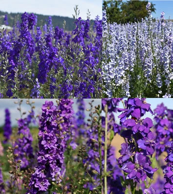 Rocket Larkspur Delphinium NIGHT SKY MIX Blues Pollinators Non-GMO – Heirloom seeds for planting in home garden – heirloom, non-GMO variety