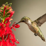 Cardinal Flower Seeds for Planting, Lobelia cardinalis, Hummingbird Attractor â€“ Heirloom, Non-GMO seeds for planting in home garden â€“ heirloom, non-GMO variety