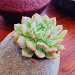 Lithops bonsai SS0065 Living Stones Flower Succulent Cactus Rare Succulent seeds – Heirloom, Non-GMO seeds for planting in home garden – heirloom, non-GMO variety