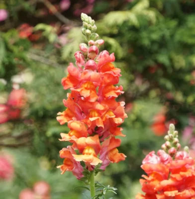 Snapdragon ORANGE WONDER Cut Flowers Attracts Hummingbirds Non-GMO – Heirloom, Easy to Grow, Annual Blooms seeds for planting in home garden – heirloom, non-GMO variety