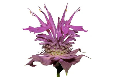 Bergamot Wild Seeds for Planting Bee Balm A Perennial Medicinal Herb & Culinary Flower – Heirloom, Non-GMO seeds for planting in home garden – heirloom, non-GMO variety