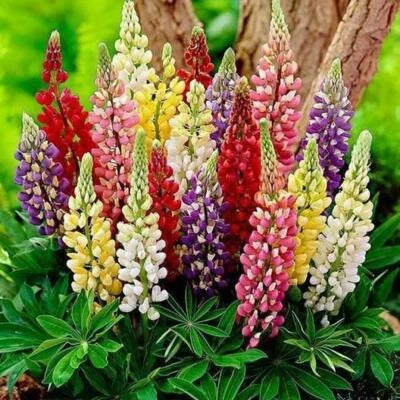 Russell Lupine MINARETTE DWARF Mixed Colors Perennial Lupinus Non-GMO – Heirloom seeds for planting in home garden – heirloom, non-GMO variety