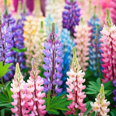 Pixie Delight Lupine Seeds for Planting Non-GMO Seed Store – Heirloom seeds for planting in home garden – heirloom, non-GMO variety