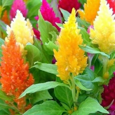 Celosia MIXED PAMPAS PLUME Striking Colors Cut & Dried Flowers Non-GMO â€“ Heirloom seeds for planting in home garden â€“ heirloom, non-GMO variety