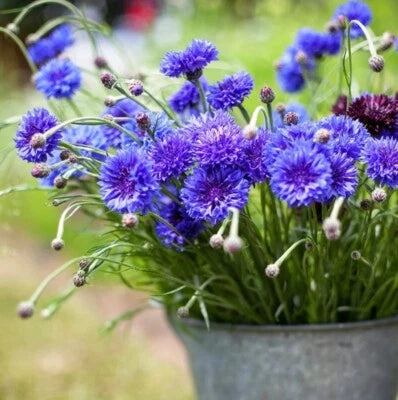 Button Charming Blue Flower Guaranteed To Capture Your Heart Bachelors – Heirloom, Non-GMO seeds for planting in home garden – heirloom, non-GMO variety