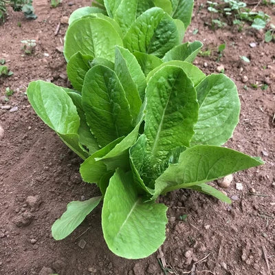 Paris Island Cos Lettuce Seeds for Planting Wild Pigment Co – Heirloom, Non-GMO seeds for planting in home garden – heirloom, non-GMO variety