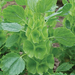 Bells of Ireland Seeds for Planting NON-GMO Heirloom Fresh Vegetable Seeds for Planting seeds for planting in home garden – heirloom, non-GMO variety