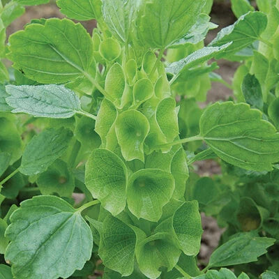 Bells of Ireland Seeds for Planting NON-GMO Heirloom Fresh Vegetable Seeds for Planting seeds for planting in home garden – heirloom, non-GMO variety