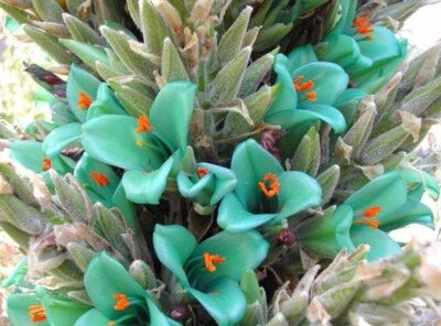 Pineappple Blue Berteroniana Puya Family Bromeliacea Large Flower Stalks – Heirloom, Non-GMO seeds for planting in home garden – heirloom, non-GMO variety