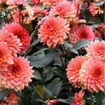 Dahlia Seeds for Planting - Fresh Flower Seeds for Planting Annual - Gardening Garden Plant Non GMO – Heirloom, Non-GMO seeds for planting in home garden – heirloom, non-GMO variety