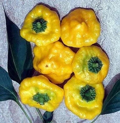Pepper Yellow Scotch Jamaican Bonnet Spicy Very Compact Garden Plant – Heirloom, Non-GMO seeds for planting in home garden – heirloom, non-GMO variety