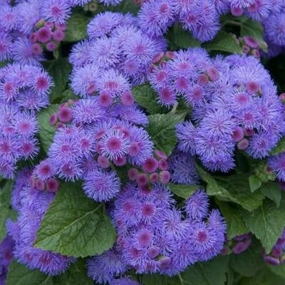 Ageratum BLUE MINK DWARF Floss Flower Purple Monarchs Love Non-GMO â€“ Heirloom seeds for planting in home garden â€“ heirloom, non-GMO variety