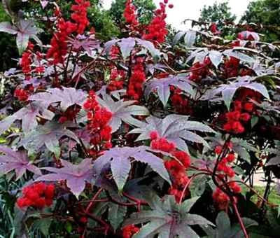 Red Impala Wonder Tree Seeds for Planting Organic USA Seeds for Planting Ships free – Heirloom, Non-GMO seeds for planting in home garden – heirloom, non-GMO variety