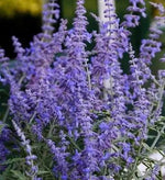 Russian Sage Plant Seeds for Planting-Heirloom & Non-GMO Seeds for planting Dhara Seeds