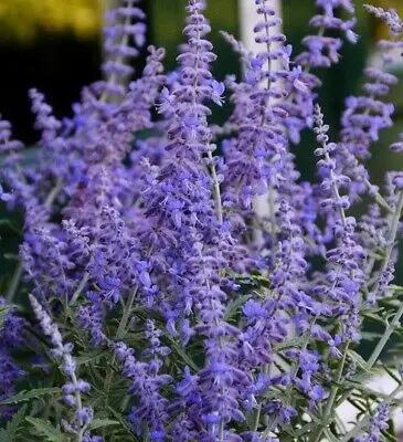Russian Sage Plant Seeds for Planting-Heirloom & Non-GMO Seeds for planting Dhara Seeds