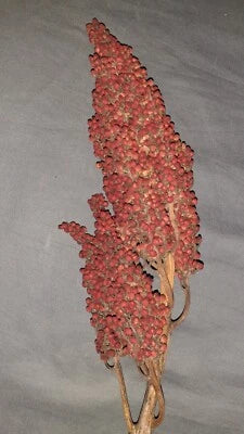 Staghorn Sumac 495Shipp- hardy perennial – Heirloom, Non-GMO seeds for planting in home garden – heirloom, non-GMO variety