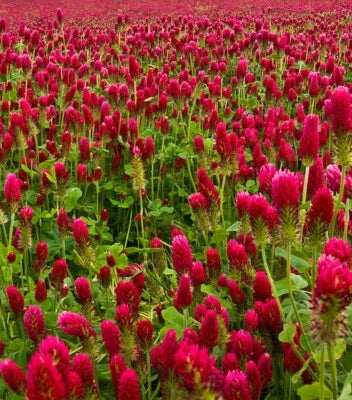 Crimson Clover Cover Crop NON-GMO Heirloom (Chicsonabudget) seeds for planting in home garden – heirloom, non-GMO variety