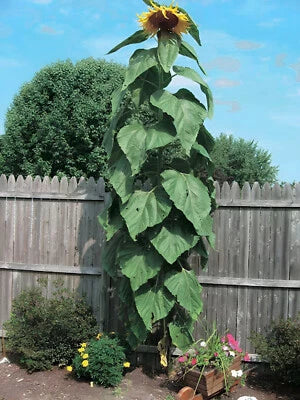 Heirloom Mammoth Grey Stripe Sunflower Seeds for Planting -Towering '-' Gigantic Blooms, Non-GMO seeds for planting in home garden â€“ heirloom, non-GMO variety
