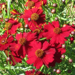 Tall Red Plains Coreopsis Seeds for Planting Non-GMO Seed Store – Heirloom seeds for planting in home garden – heirloom, non-GMO variety