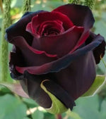 Red Black Rose Seeds for Planting Flower Bush Perennial Bloom Shrub Flowering Seed â€“ Heirloom, Non-GMO seeds for planting in home garden â€“ heirloom, non-GMO variety