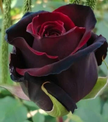 Red Black Rose Seeds for Planting Flower Bush Perennial Bloom Shrub Flowering Seed â€“ Heirloom, Non-GMO seeds for planting in home garden â€“ heirloom, non-GMO variety