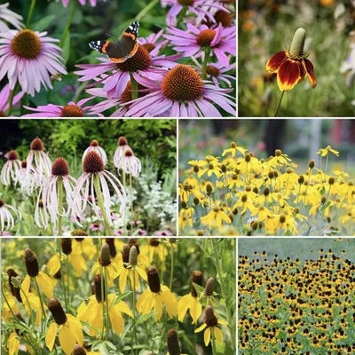 Coneflower CONEHEAD Mix Seeds for Planting Echinacea - Perennials, Annual Mix USA â€“ Heirloom, Non-GMO, Perennial, Pollinator-Friendly seeds for planting in home garden â€“ heirloom, non-GMO variety