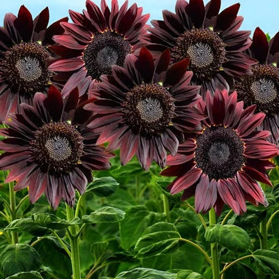 Chocolate Cherry Sunflower Seeds for Planting Deep Red to Chocolate Blooms - Stunning – Heirloom, Non-GMO seeds for planting in home garden – heirloom, non-GMO variety
