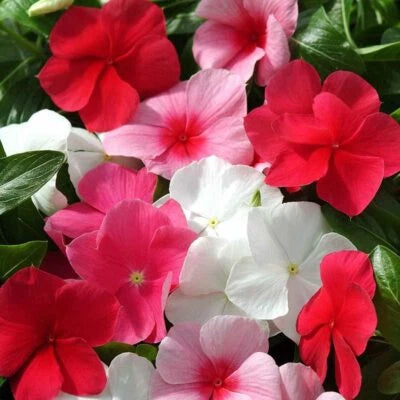 Annual Vinca Periwinkle Ground Cover & Flower Seed Mix for Planting – Heirloom, Non-GMO seeds for planting in home garden – heirloom, non-GMO variety