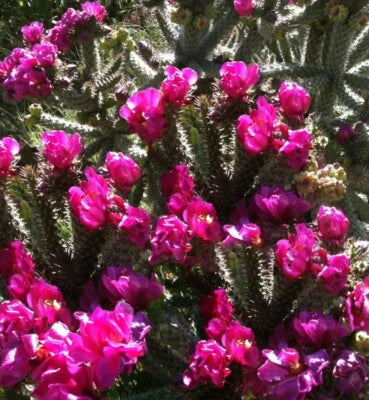 Opuntia Winter Hardy Shrub Cactus Beautiful Dark Purple Blossoms – Heirloom, Non-GMO seeds for planting in home garden – heirloom, non-GMO variety