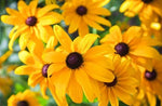 Black Eyed Susan Seeds for Planting - Heirloom Perennial Non-GMO Flower Rudbeckia Seeds for Planting seeds for planting in home garden – heirloom, non-GMO variety