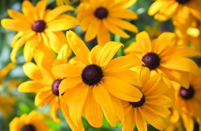 Black Eyed Susan Seeds for Planting - Heirloom Perennial Non-GMO Flower Rudbeckia Seeds for Planting seeds for planting in home garden – heirloom, non-GMO variety