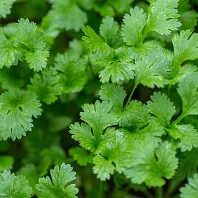 Cilantro Seeds for Planting Organic Season Whole Seeds for Planting – Heirloom, Non-GMO seeds for planting in home garden – heirloom, non-GMO variety