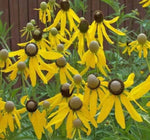 Coneflower PRAIRIE Pollinator Wild Flowers Biennial, Perennial Non-GMO â€“ Heirloom, Perennial, Pollinator-Friendly seeds for planting in home garden â€“ heirloom, non-GMO variety