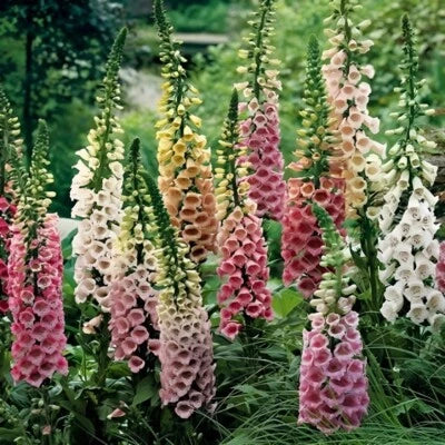 digitalis Excelsior Mix Foxglove Seeds for Planting Non-GMO â€“ Heirloom seeds for planting in home garden â€“ heirloom, non-GMO variety