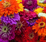 California Giant Zinnia Flower Seeds for Planting Non-GMO Fresh Annual Flower Seeds for Planting – Heirloom, Easy to Grow, Annual Blooms seeds for planting in home garden – heirloom, non-GMO variety