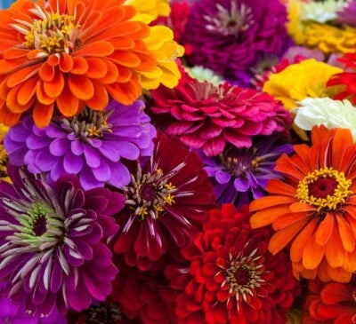 California Giant Zinnia Flower Seeds for Planting Non-GMO Fresh Annual Flower Seeds for Planting – Heirloom, Easy to Grow, Annual Blooms seeds for planting in home garden – heirloom, non-GMO variety