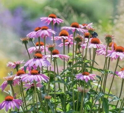 PURPLE CONEFLOWER SEEDS -Echinacea Perennial Pollinator Flowers NON-GMO – Heirloom, Perennial, Pollinator-Friendly seeds for planting in home garden – heirloom, non-GMO variety